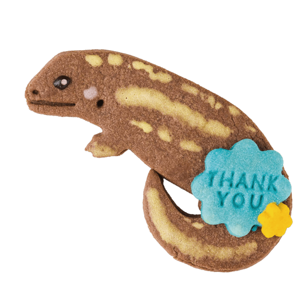 爬虫類クッキー・オニプレートトカゲ