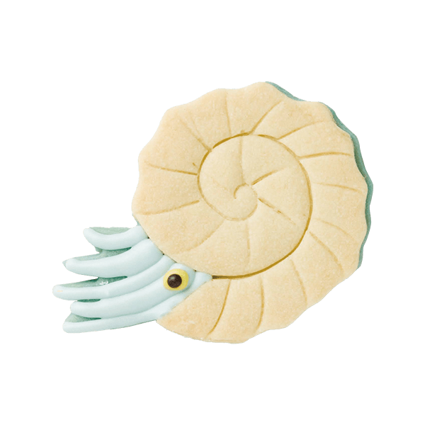 古代生物クッキー・アンモナイト
